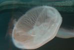 PICTURES/Tennessee Aquarium in Chattanooga/t_Jellyfish2.JPG